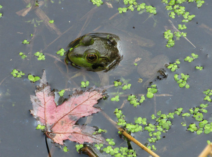 Green Frog